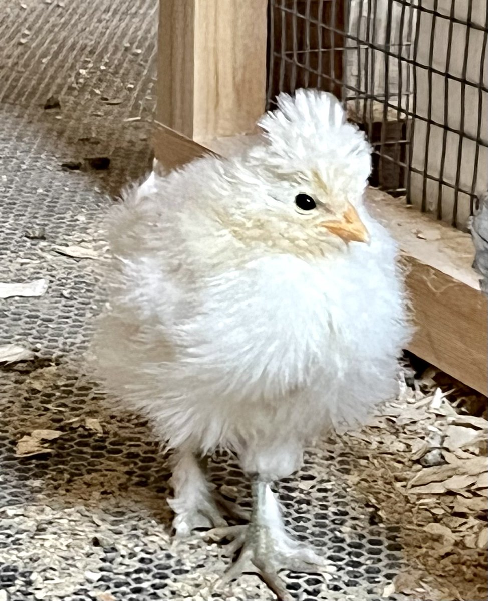 Jane Swift tweet media