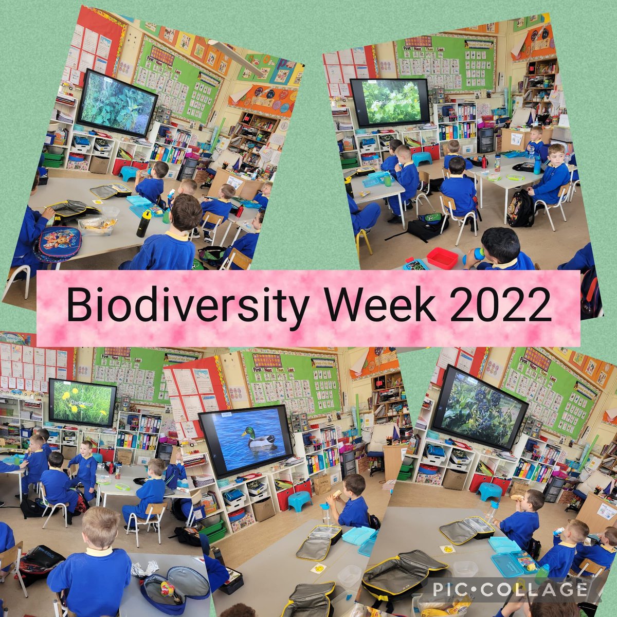 nenaghcns's tweet photo. Children in Junior Infants watching a nature walk video by Mèabh, Biodiversity Co-ordinator, #GreenSchools Ireland during #BiodiversityWeek @GreenSchoolsIre https://t.co/q3IlC2Wacr