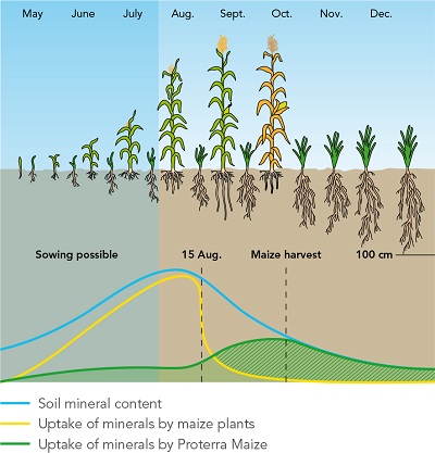 BarenbrugUK's tweet photo. With #maize growth strong, have you consider #undersowing with grass? Now is an ideal time with maize at around the 8 leaf stage. Varieties bred for purpose supply organic matter to the soil, while the roots improve soil structure. https://t.co/Dtsp9RHsRA https://t.co/eUwq4WUaQa