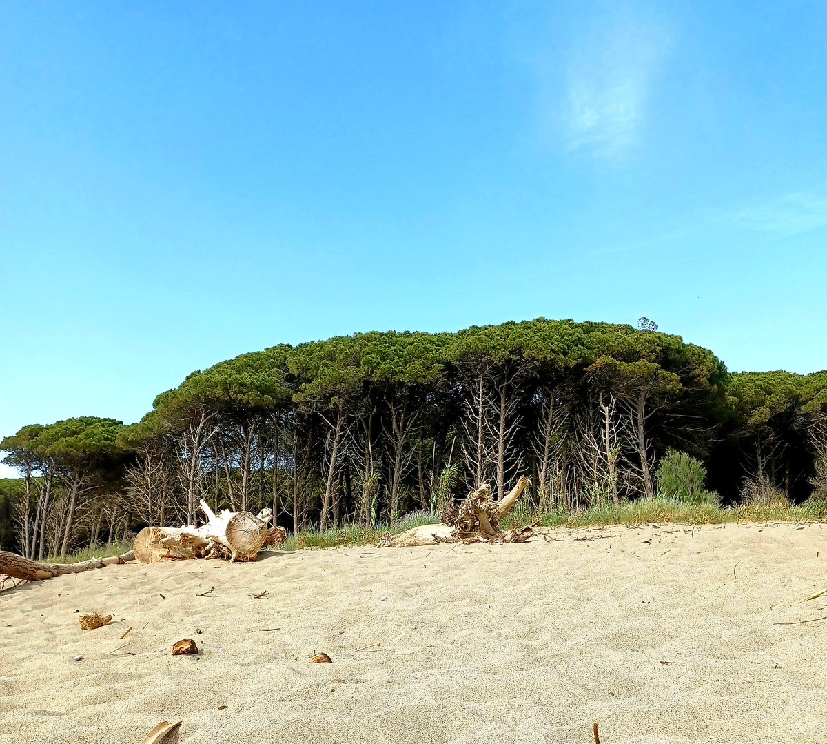 vitaminfeminin's tweet photo. Diese Bäume mag ich besonders gern in Italien. #strand #pinien https://t.co/LPqLwa6THt