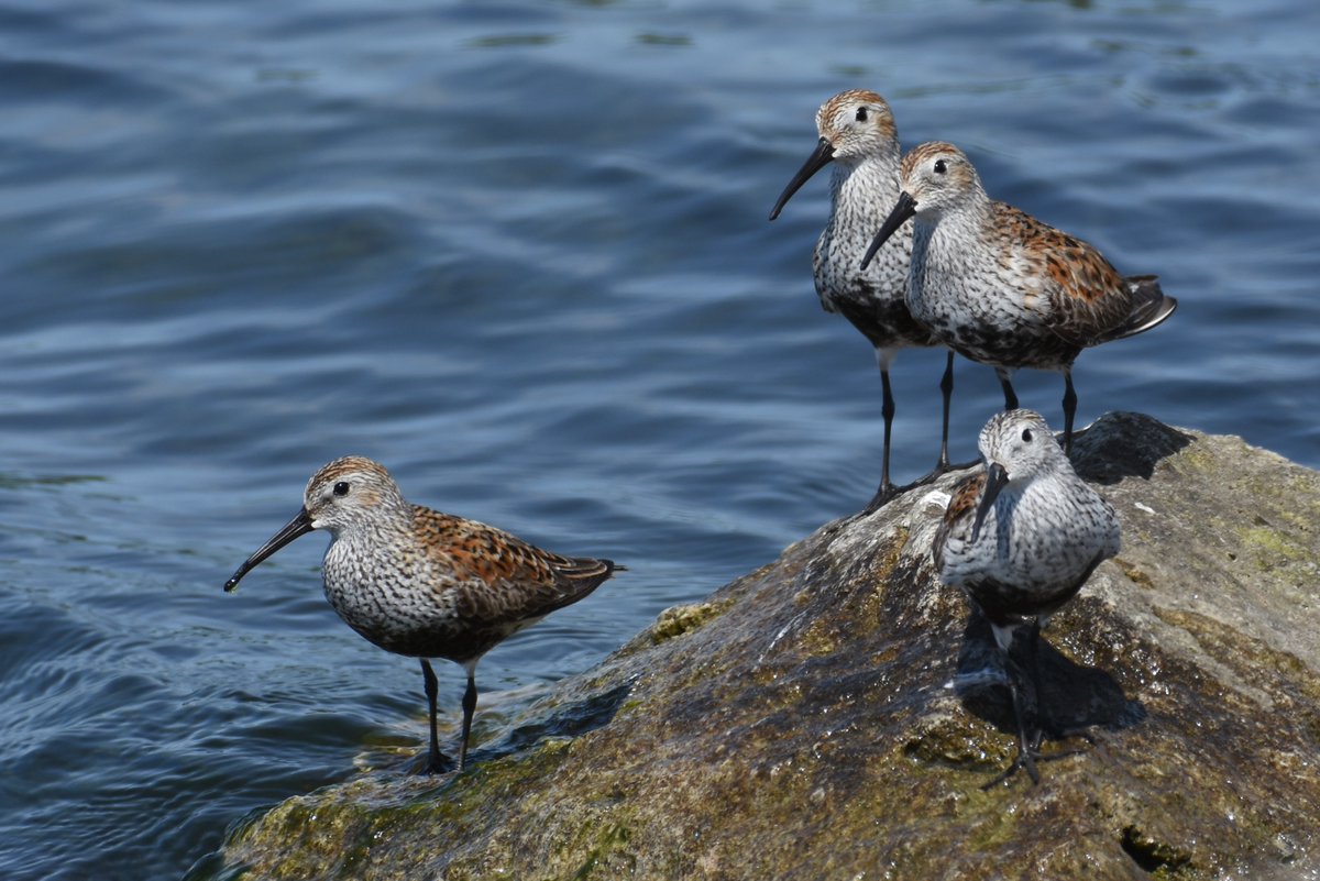 Warbler Boy tweet media