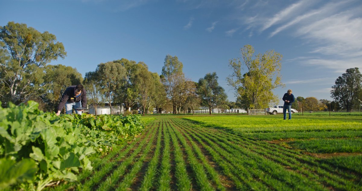 BarenbrugUK's tweet photo. Varieties from leading plant breeding programs offer higher yields, better quality, healthier more productive livestock, drought tolerance and disease resistant all while offering ever more important environmental benefits. What's in your grass seed bag?
#UKGrassExperts https://t.co/ImBgxcpBRQ