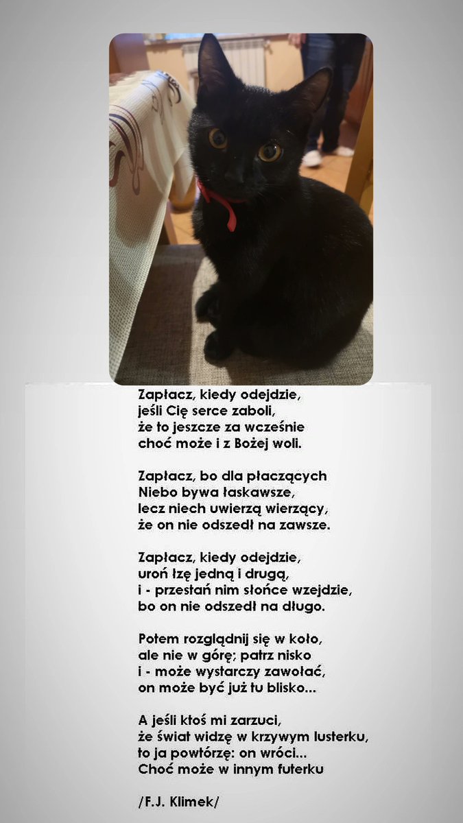 anulkatv's tweet photo. @Marcin_1412_2 Znam ten ból. 4 dni temu odeszła moja najwspanialsza kocica. Miała tylko 2 latka. Potrącił ją samochód 😭🖤

"I will be waiting for you at Rainbow Bridge. Someday we will be together again" https://t.co/2JvSyBiaMk