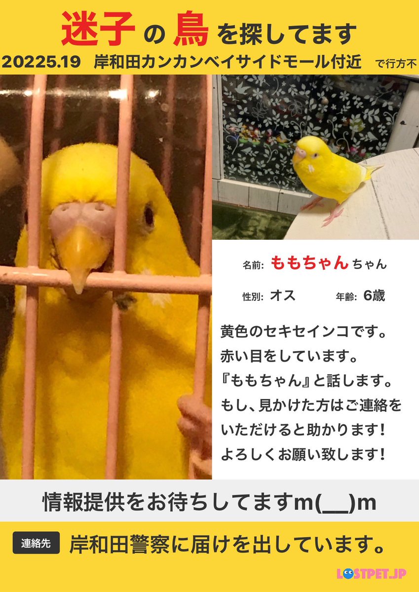 迷子のつきちゃんの飼い主 3 Mapr Twitter