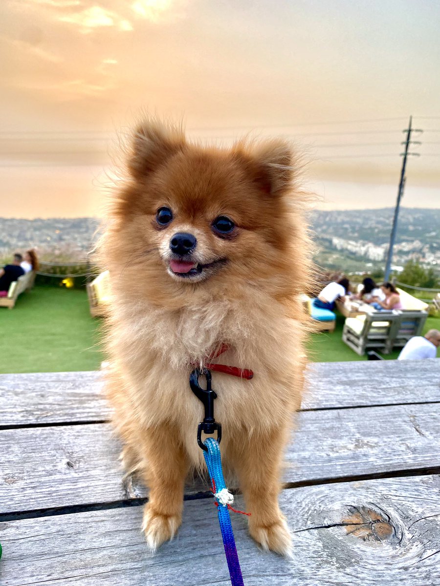 thecoolpsy's tweet photo. @tazztuzz2 My dog. https://t.co/zHYcGdTePq