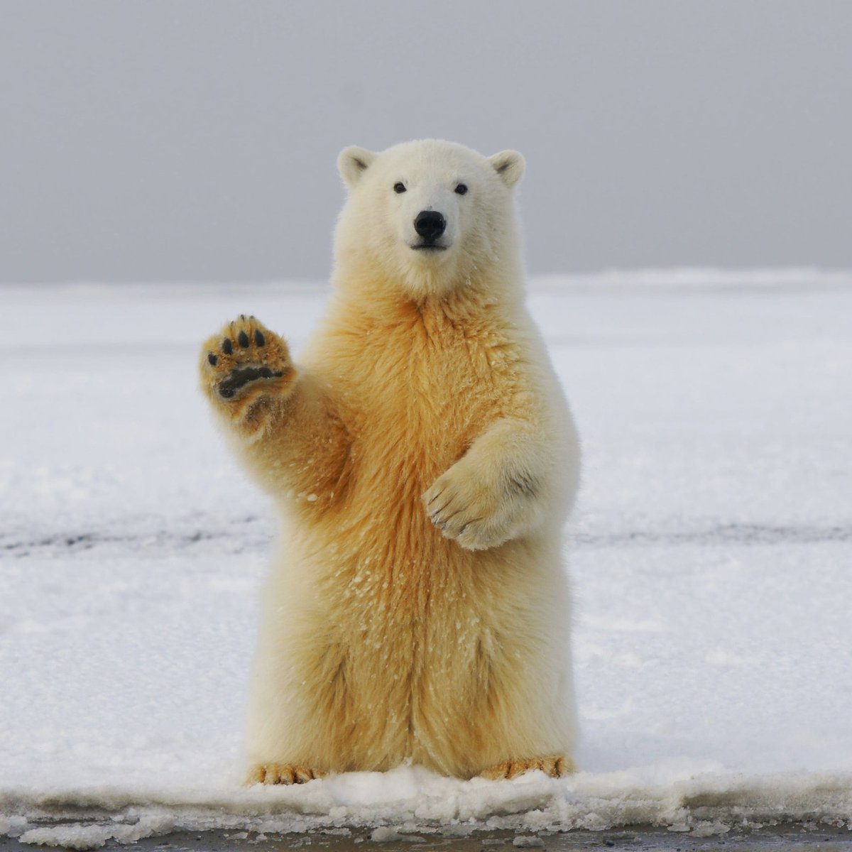 kari_herbert's tweet photo. Who wants to see some polar bears, walrus, reindeer, seals, whales...? I'm heading to the Arctic in early August AND I've managed to secure a 35% discount with for my guests. Message me if you'd like to join me @poseidonexpeditions #svalbard #travel #AdventureTime https://t.co/Pqt5Seco7n