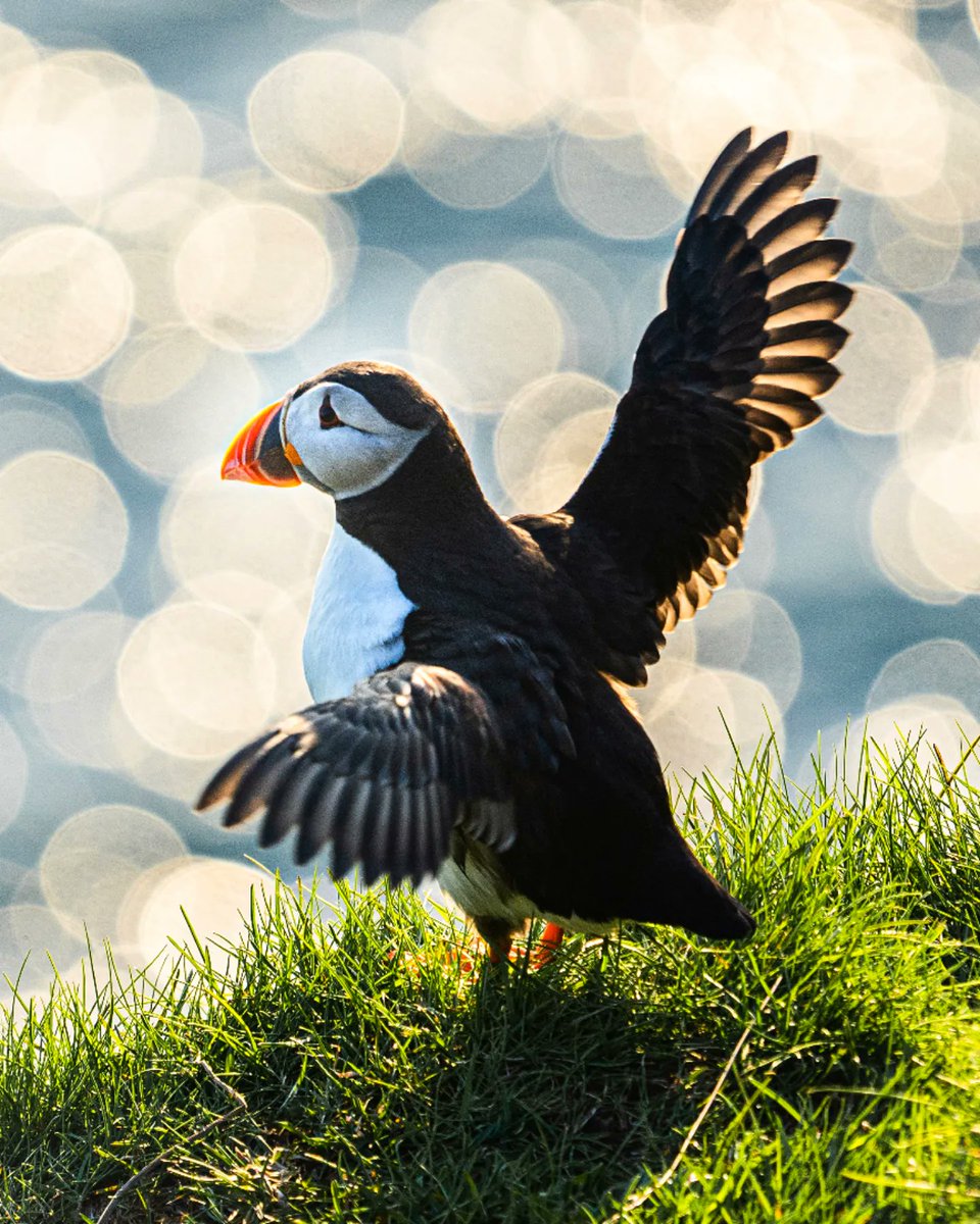 Pol Solé tweet media