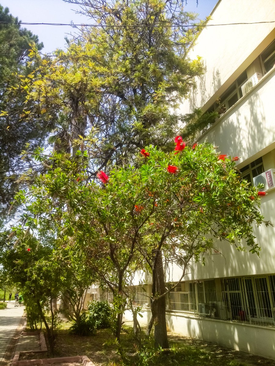 nonsiferma's tweet photo. #nature #blog #Blogs #Flowers #bottlebrushtree #callistemon
#ブラシノキ
#花
#自然
#ガーデニング
#いいねした人全員フォローする
#写真
#ファインダー越しの私の世界
#カメラ好きな人と繋がりたい
#TLを花でいっぱいにしよう https://t.co/ta8PvxyKmh