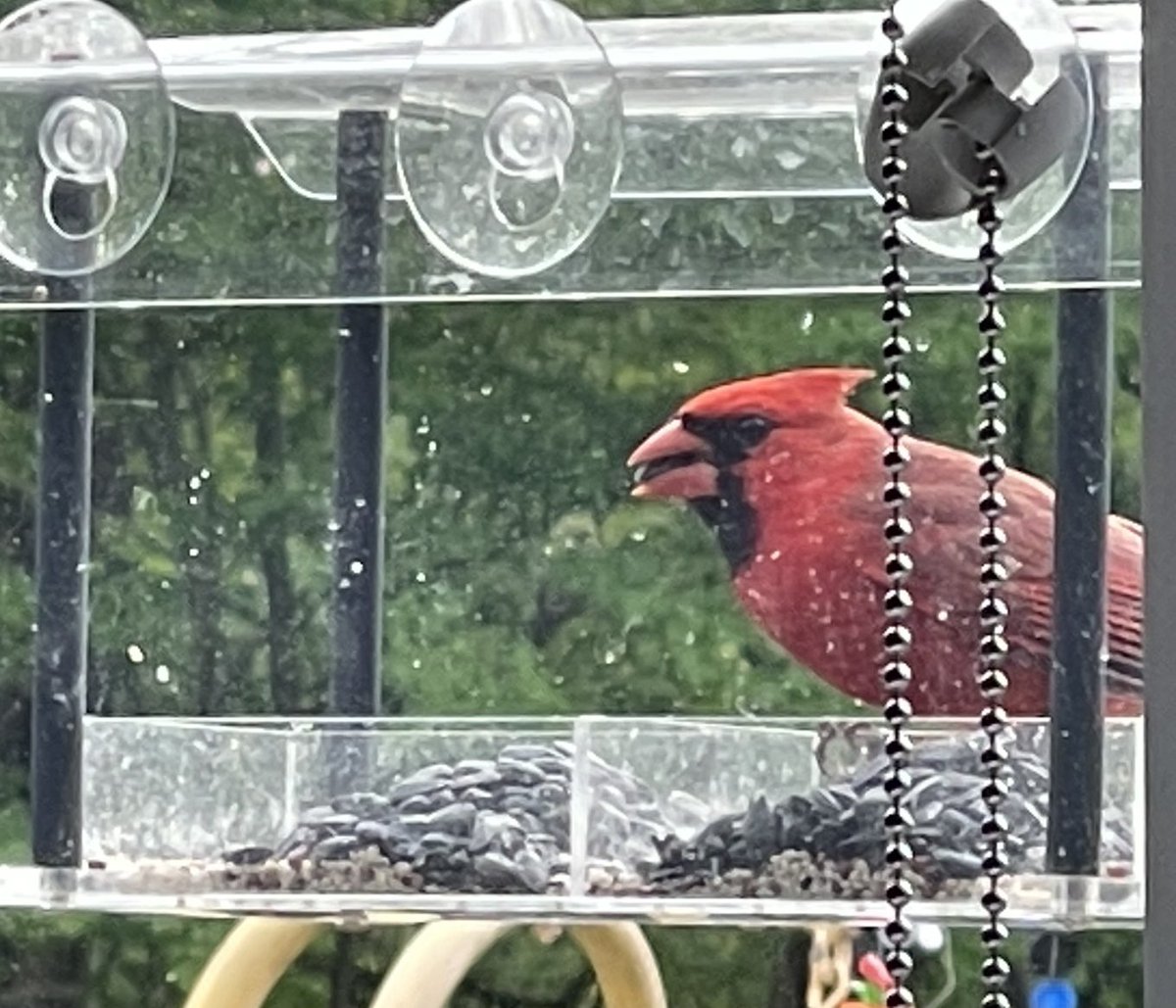 New visitor at the classroom window bird feeder this morning.
