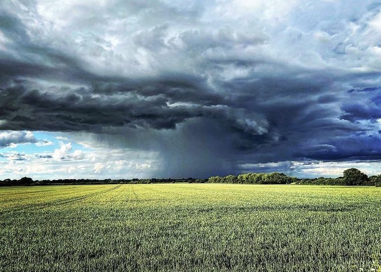 scarletpimernel's tweet photo. This photograph was taken by a good friend of mine. Copr R Kruller.  He asked me to paint it and I really got my storm on ! Copr painting. #storm #countryside #artforsale #impressionist #cos22 #yellow #farming #thunder https://t.co/eb8vYnrijj