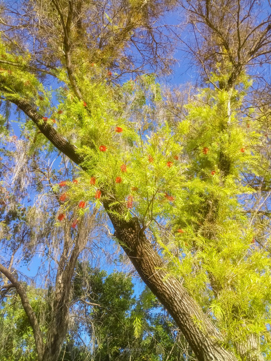 nonsiferma's tweet photo. #nature #blog #Blogs #Flowers #bottlebrushtree #callistemon
#ブラシノキ
#花
#自然
#ガーデニング
#いいねした人全員フォローする
#写真
#ファインダー越しの私の世界
#カメラ好きな人と繋がりたい
#TLを花でいっぱいにしよう https://t.co/ta8PvxyKmh