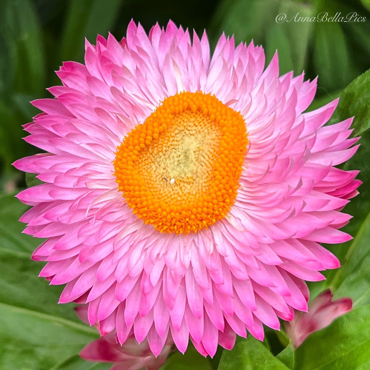Eye-catching and drought tolerant … strawflowers are perfect in the less maintained areas of the garden🌸 #gardening #flowers