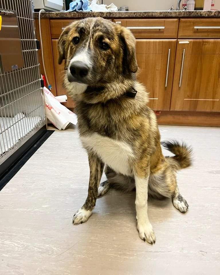 MissingPetsGB's tweet photo. ๐#founddog Female Shepherd/Collie type found straying around #Murston
She has a Latvian microchip which hasn't been transferred to an English database.
An officer will be attending shortly, but if you recognise this girl, please contact SBC 01795 417850
https://t.co/5Eeg928x62 https://t.co/BvN00ROpaN