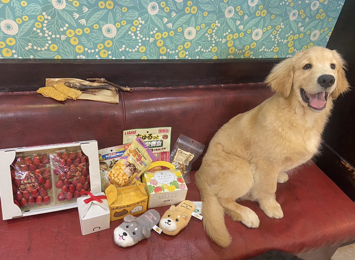 GrandMou_'s tweet photo. 本日もご来店ありがとうございました🐶
人間スタッフに差し入れしてくださったものは食べてしまった物が多くてお写真がないのですがいつもお気遣いくださりありがとうございます😭✨
ワンちゃん達がのびのび過ごせるのは素敵なお客様達のおかげです🌷
いつもありがとうございます🥰 https://t.co/QzyBqOGylO