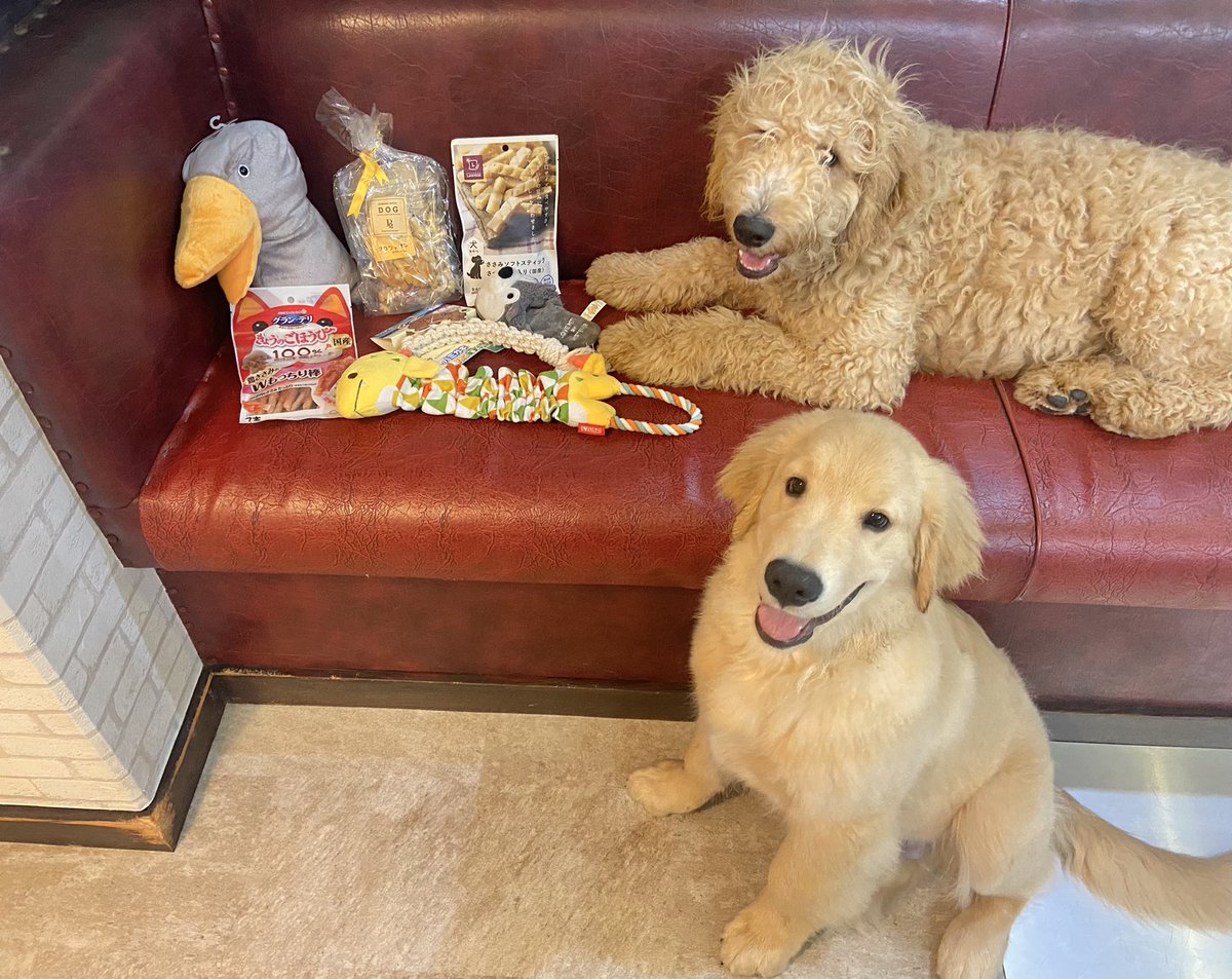 GrandMou_'s tweet photo. 本日もご来店ありがとうございました🐶
人間スタッフに差し入れしてくださったものは食べてしまった物が多くてお写真がないのですがいつもお気遣いくださりありがとうございます😭✨
ワンちゃん達がのびのび過ごせるのは素敵なお客様達のおかげです🌷
いつもありがとうございます🥰 https://t.co/QzyBqOGylO