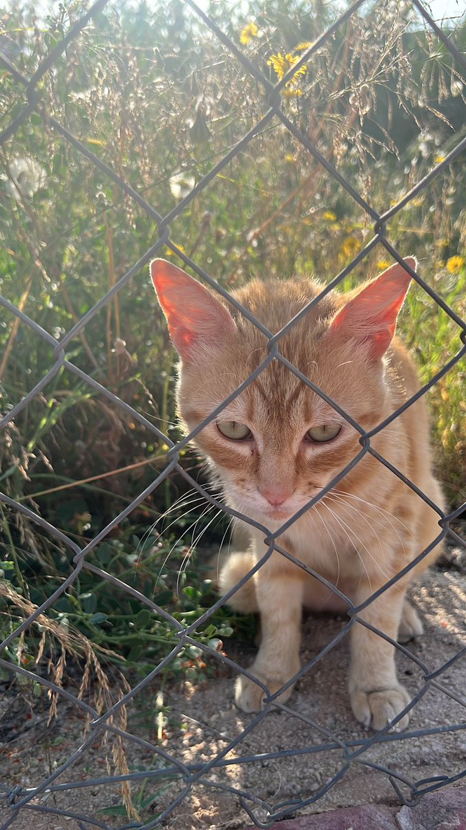CatmurDe's tweet photo. Este gato se ha escapado esta mañana por la zona del nuevo Mercadona de Juan Carlos I, cerca del merendero El Calcetín, en Murcia. Acababa de ser adoptado y estaba siendo tratado por unas heridas cerca de la cola. Si lo ves contacta con Catmur o por Whatsapp al 626925223. https://t.co/gpPnVxMwc9