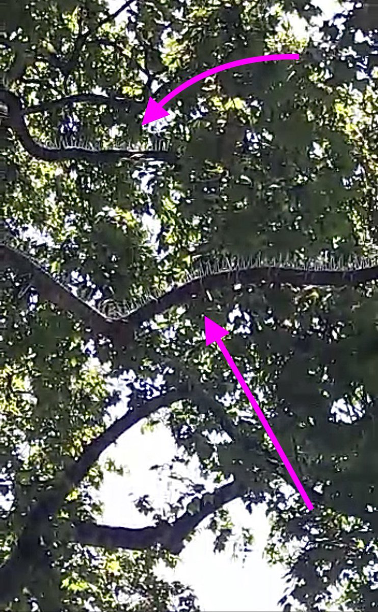 Animal Welfare Party tweet media