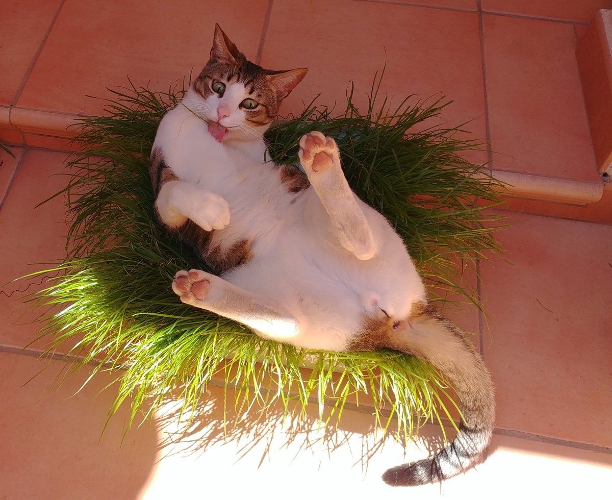 Em van dir que sembrara un poc d’herba gatera en un test o una safa, que als gats els agrada menjar-ne i els va bé per a la panxa, però no esperava açò: