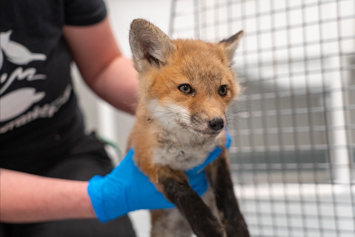 May News from Nebraska Wildlife Rehab - mailchi.mp/nebraskawildli…