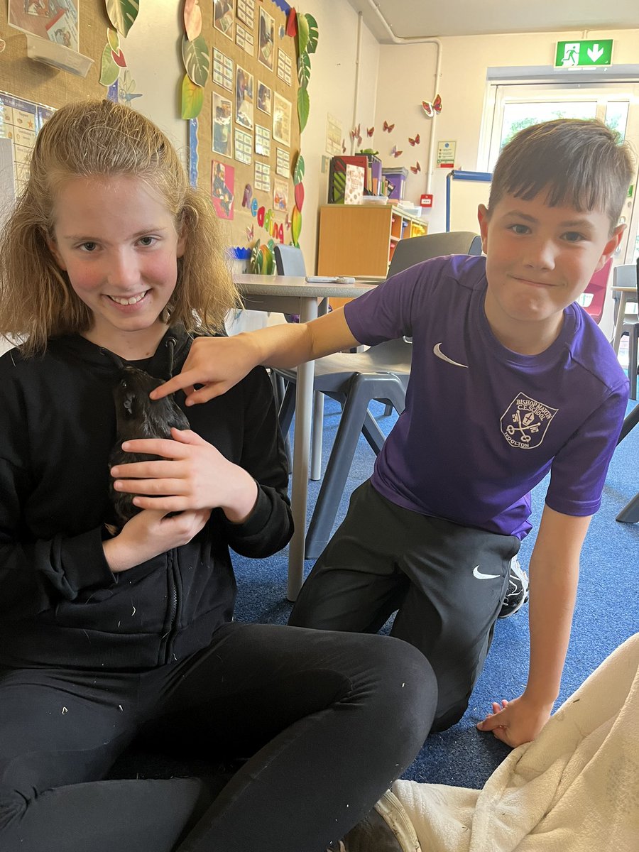 Some of the Year 5 children have chosen to extend their well-being session from yesterday to spend time with the school guinea pigs. #wellbeingthursday #schoolguineapigs #lunchtimefun