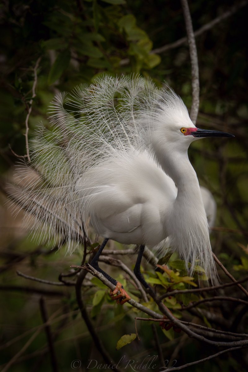 Good morning Twitter family!!
It’s been a hectic week so far and you could even say I’ve had my feathers ruffled a few times! Just like this Snowy Egret 🫠
#TwitterNatureCommunity #birds #nature