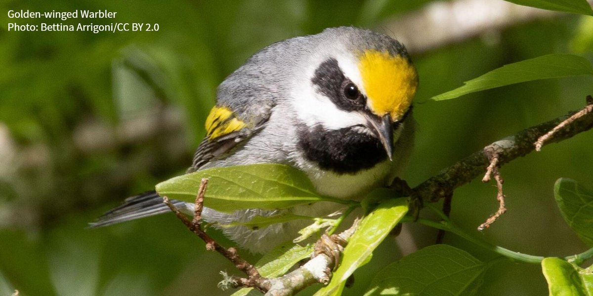 Audubon Society tweet media