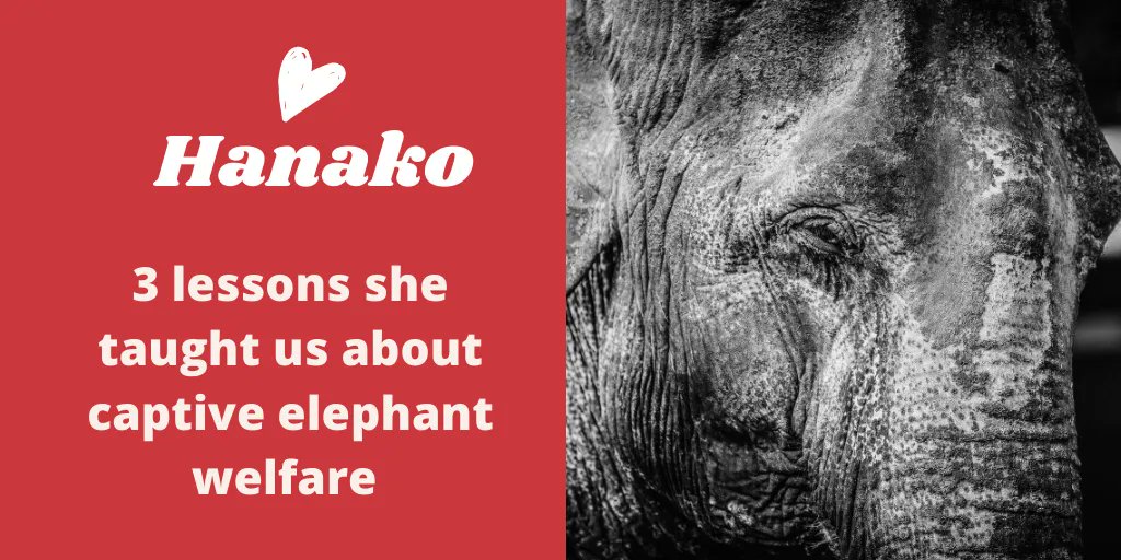 japanelephants's tweet photo. Today is the 6th anniversary of Hanako the 🐘’s death. Lesson 2: 🐘 stereotype 2 COPE with deprivation. Visitors are often unaware that this type of repetitive behaviour is a complex compensation & coping mechanism 2 help overcome boredom, stress, anxiety & loneliness. #riphanako https://t.co/9mrU6CQSM7