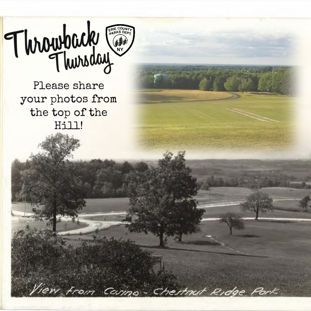 ErieCountyParks's tweet photo. We will be sharing #ThrowbackThursday posts every Thursday!
Here is a look at two different views of the hill at Chestnut Ridge Park!
Check back each week for more posts of the storied history of #YourErieCountyParks ! https://t.co/EZgddnXVMA