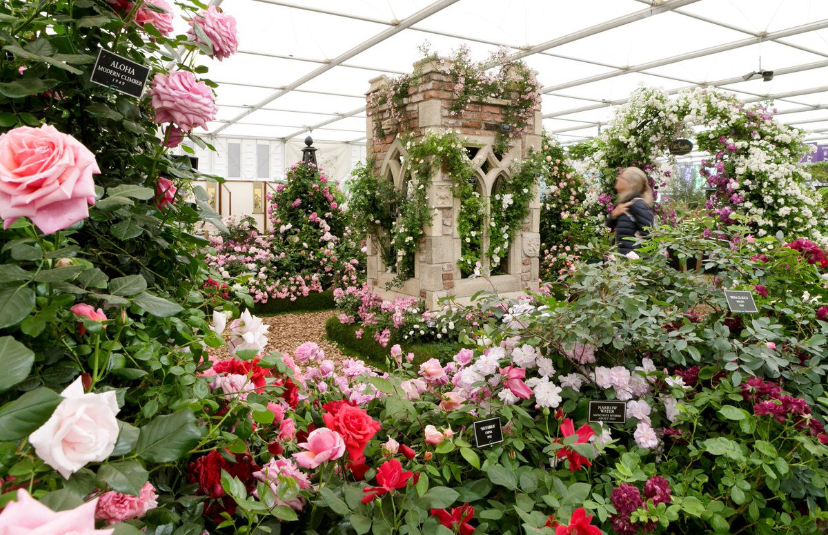 Peter Beales Roses (@peterbealesrose) on Twitter photo At the heart of our #RHSChelsea display is the cloister tower (complete with Gargoyles!) created by <a href="/RedwoodStone/">Tim Redwood</a>.
Specialising in gothic follies, Redwood Stone’s creations work in perfect harmony with climbing & rambling #roses & always add something special to our displays. At the heart of our #RHSChelsea display is the cloister tower (complete with Gargoyles!) created by <a href="/RedwoodStone/">Tim Redwood</a>.
Specialising in gothic follies, Redwood Stone’s creations work in perfect harmony with climbing & rambling #roses & always add something special to our displays.