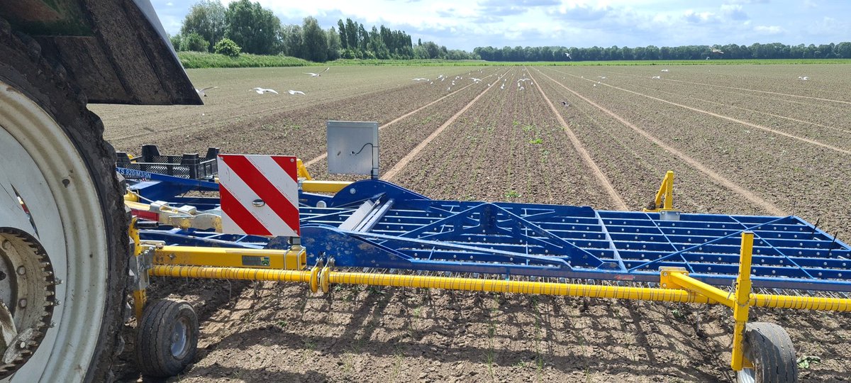 De bio uien eggen. Mooi zonnetje erbij!