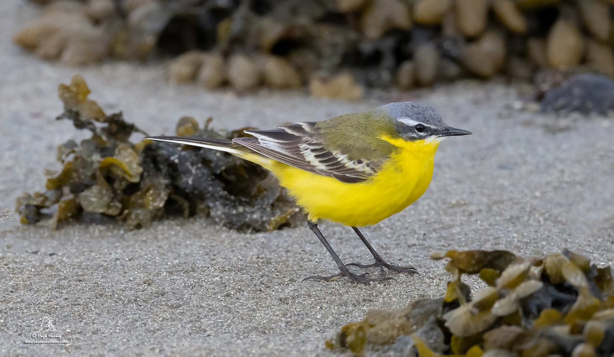 Sunglasses on...

Blue-headed Wagtail on the wrack-strewn shore of Pool of Virkie, #Shetland today. An absolutely stunning bird.