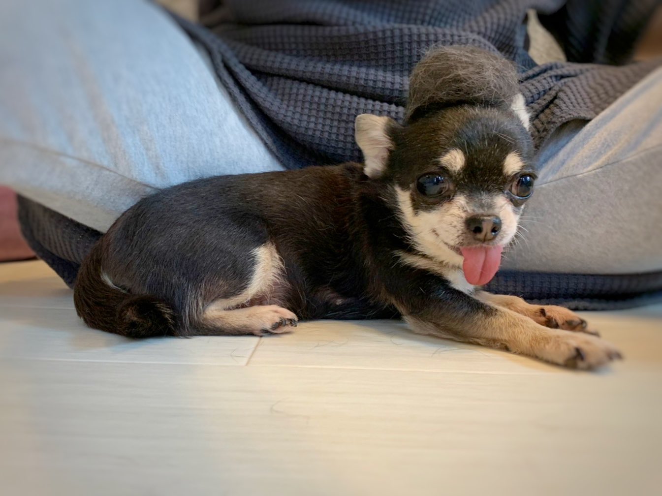 羊毛フェルト ミックス犬 ミニチュアピンシャー チワワ Parsapt Ir
