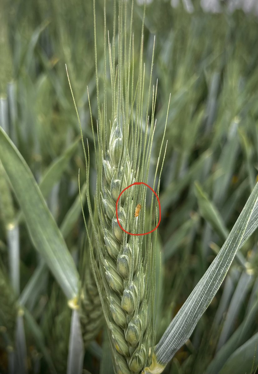 Ears emerging/emerged, keeping a look out for Orange Wheat Blossom Midge in certain varieties #eastmidsagronomy @Farmacy_Plc