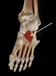 FranOnivenis's tweet photo. Músculo cuadrado plantar

OJO 👀👀👀👀en supuestas FASCITIS PLANTAR este músculo es el responsable de todo , IMPORTANTE SU VALORACIÓN.

No todo es fascitis en el dolor de talón https://t.co/0F1gWqR1DB