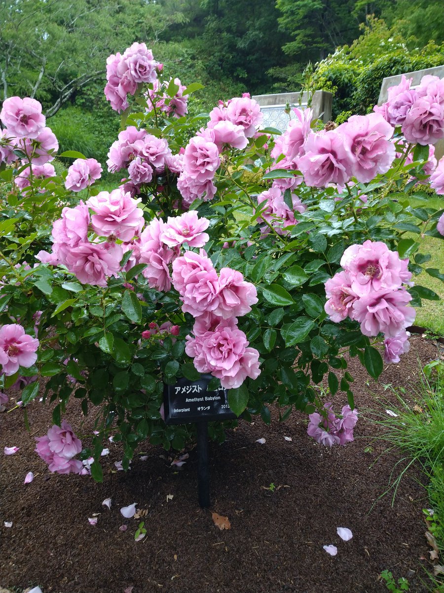 Juneberry0607 Juneberry0607 Twitter