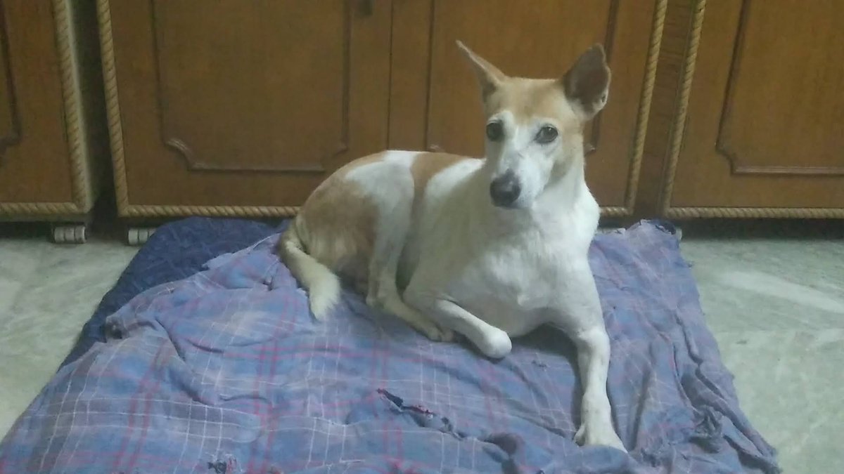 JhnReed's tweet photo. It's been a week since you are gone &amp; the pain has subsided somewhat. I miss you when I go downstairs now, without you beside me. Forgive me for the scoldings. Now go play, rest, where the sun never sets, my dear Buchu. #IndianNativeDog #INDog #IndianPariahDog #DesiDog #Dogs ❤️🕉️ https://t.co/Oe4LP1wxNv