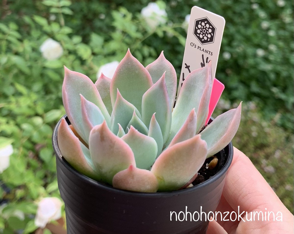 多肉植物 オリオン錦♡葉挿し③