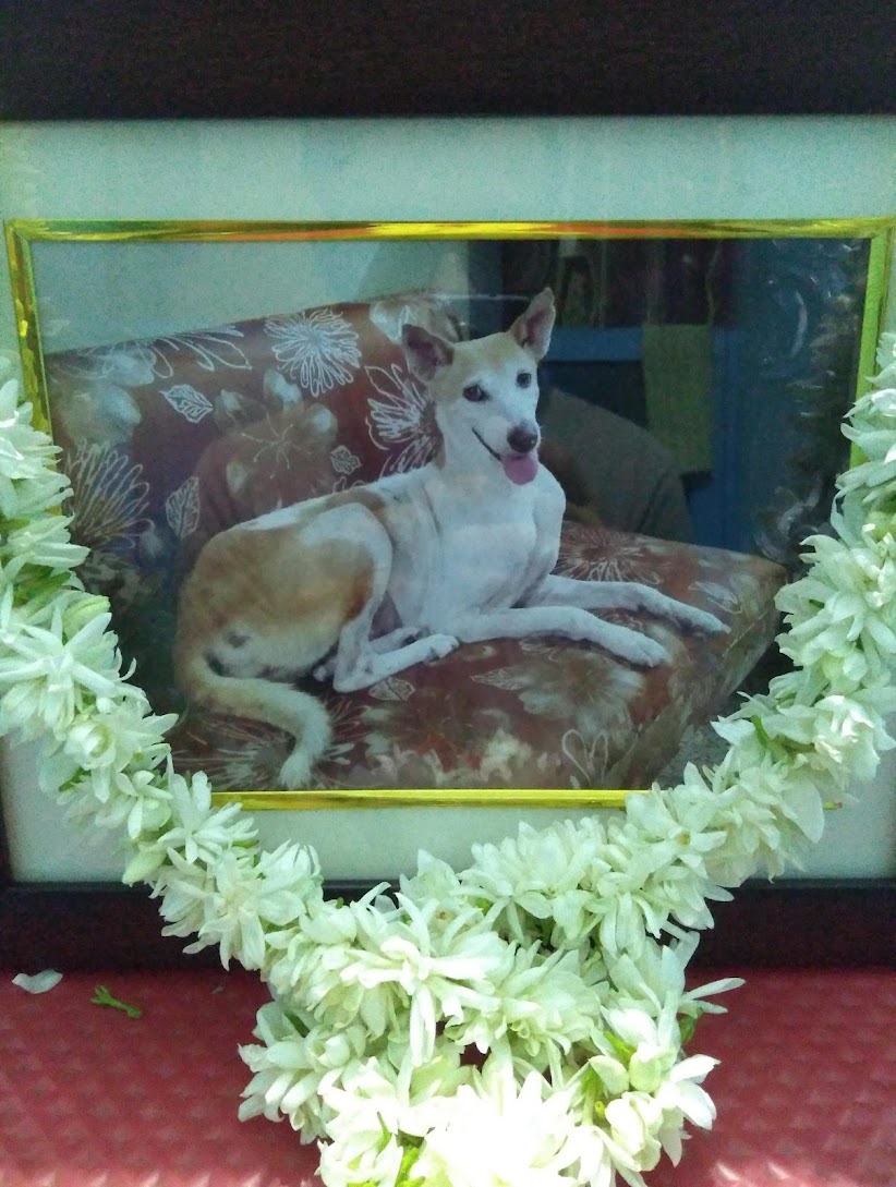 JhnReed's tweet photo. It's been a week since you are gone &amp; the pain has subsided somewhat. I miss you when I go downstairs now, without you beside me. Forgive me for the scoldings. Now go play, rest, where the sun never sets, my dear Buchu. #IndianNativeDog #INDog #IndianPariahDog #DesiDog #Dogs ❤️🕉️ https://t.co/Oe4LP1wxNv