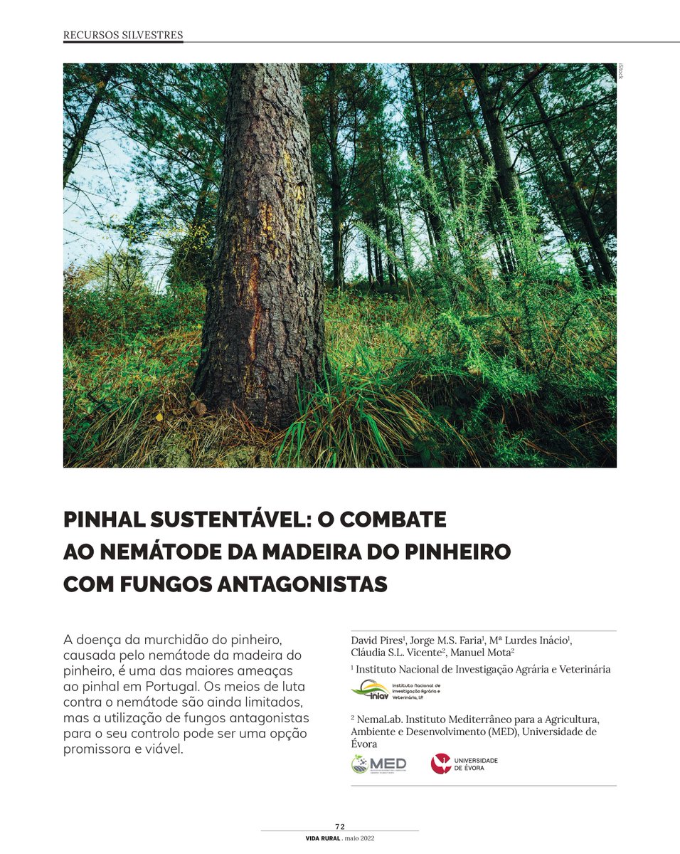 David1822's tweet photo. Our 🆕 magazine article about sustainable #pine #forests and controlling the pinewood #nematode with nematophagous #fungi, written in Portuguese, is out now! 🌲🪱
📖 Read it here: https://t.co/hnHMfsAZCA
#NemaINIAV https://t.co/ogeQOVnjJ7