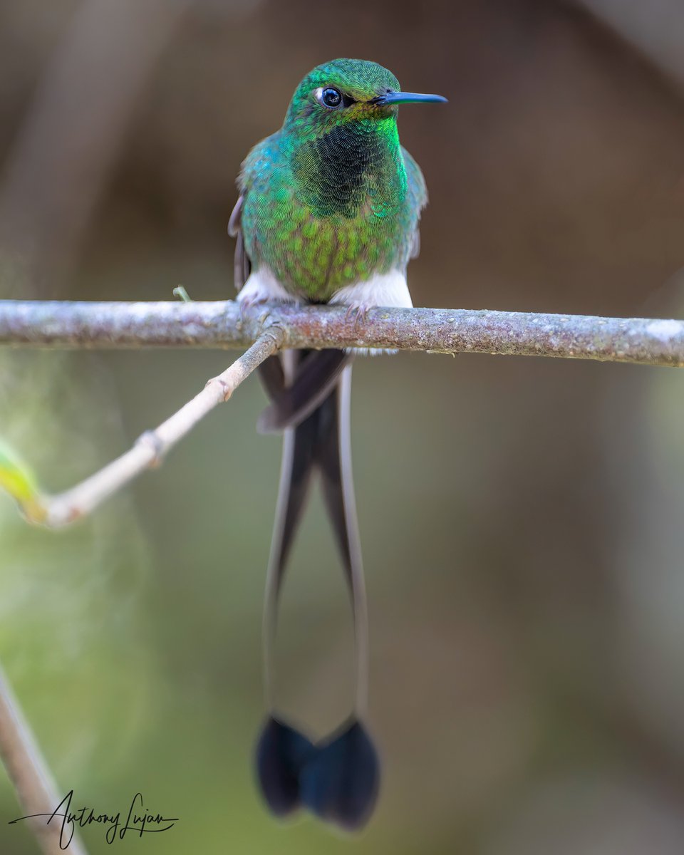 The Booted Racket-tail or aka White-booted Racket-tail is one of the most distinctive hummingbirds with his long tail rackets and prominent white leg puffs. The Peruvian species has orange puffs. 
Colombia March 2022
Sony A1 - Sony 600mm

#Bootedrackettail #Rackettail #whiteb...