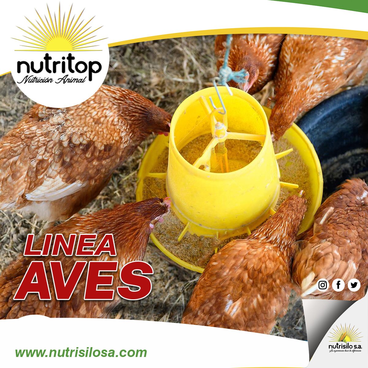 Nutrisilo_SA's tweet photo. Nutritop Linea Aves ofrece todo respecto a Balanceados, Premix y Núcleos.

Para más información o asesoramiento contactar al 0972929600 - 0971929500

#Nutrisilo 
#Nutritop
#NutricionAnimal https://t.co/N9t24QC8FH