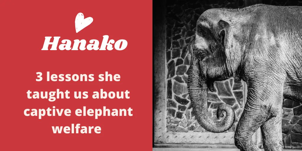 japanelephants's tweet photo. Today is the 6th anniversary of Hanako the 🐘’s death. Lesson 3: 🐘 need COMPANIONSHIP. Keeping 🐘s in solitary confinement is particularly inhumane & we must avoid this practice & bring solitary captive 🐘s together as a top priority to prevent unnecessary suffering. #riphanako https://t.co/LDGAfTOyDb