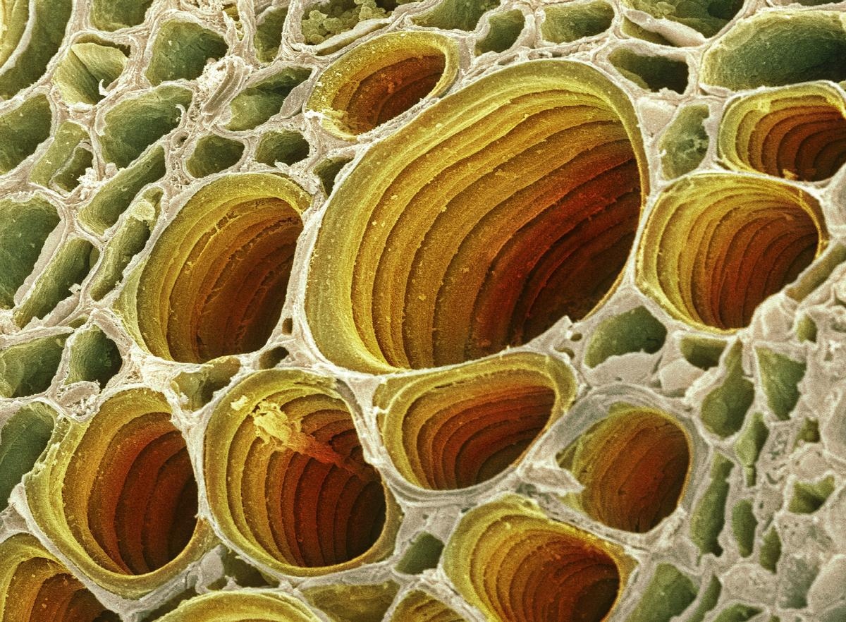 ScienceSource's tweet image. Xylem cells in plant tissue. Scanning electron micrograph (SEM) of xylem cells from a plant leaf. © Dr. David Furness, Keele University/Science Source sciencesource.com/archive/Image/…
 #botany #botanist #holes #plant #plants #microscopy#scienceteacher #science  #biology