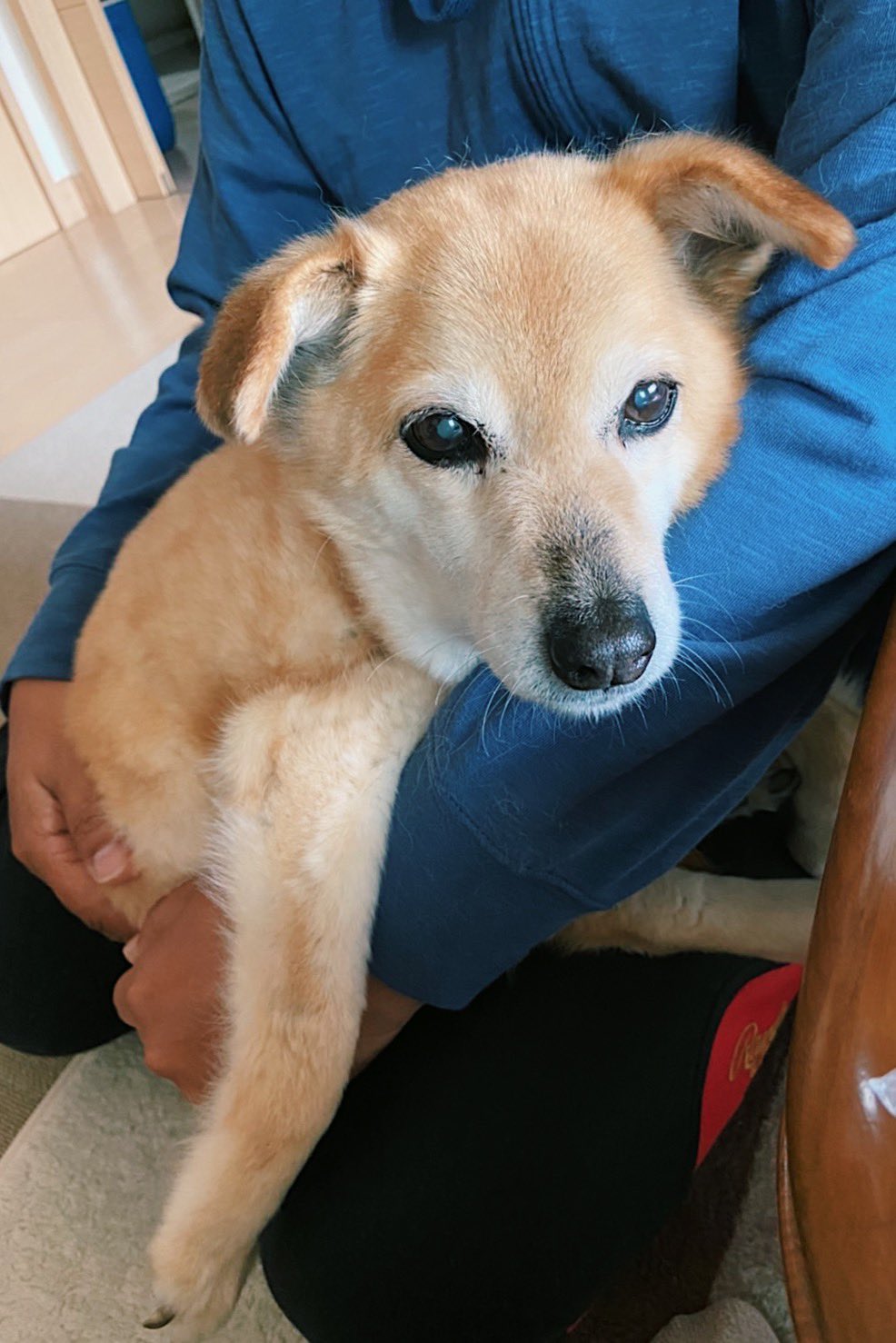Junjun 0710 コンパクトすぎ 抱っこは嫌い 老犬 T Co Osbpmgygvd Twitter