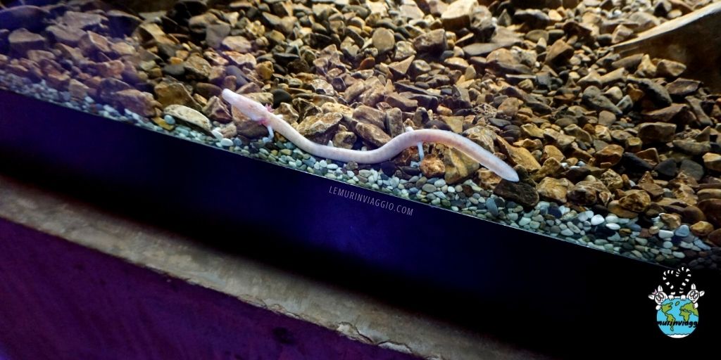 lemurinviaggio's tweet image. Uno strano animaletto vive nelle grotte carsiche. 
Ha zampette a 3 dita e simpatiche branchie piumate color rosa. É il #proteo ! 
In #Slovenia abbiamo avuto l'opportunità di vederne da vicino alcuni esemplari. 
Voi lo avete mai visto?
👉 wp.me/p8Erpb-3wd
#grottedipostumia