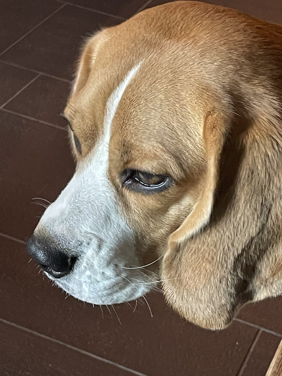 MoochMooch19's tweet photo. Folks always asks Momos if I is still a pupster. I is almost 3 hooman years. She says it’s cos of my luverly eyeliner #beagle #dogsoftwitter https://t.co/VQfQsyoIl7