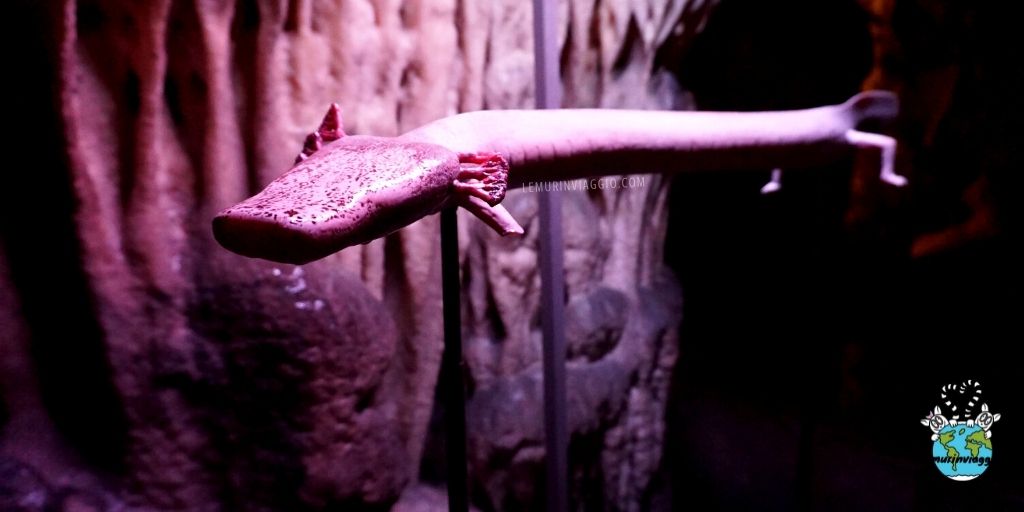 lemurinviaggio's tweet image. Uno strano animaletto vive nelle grotte carsiche. 
Ha zampette a 3 dita e simpatiche branchie piumate color rosa. É il #proteo ! 
In #Slovenia abbiamo avuto l'opportunità di vederne da vicino alcuni esemplari. 
Voi lo avete mai visto?
👉 wp.me/p8Erpb-3wd
#grottedipostumia