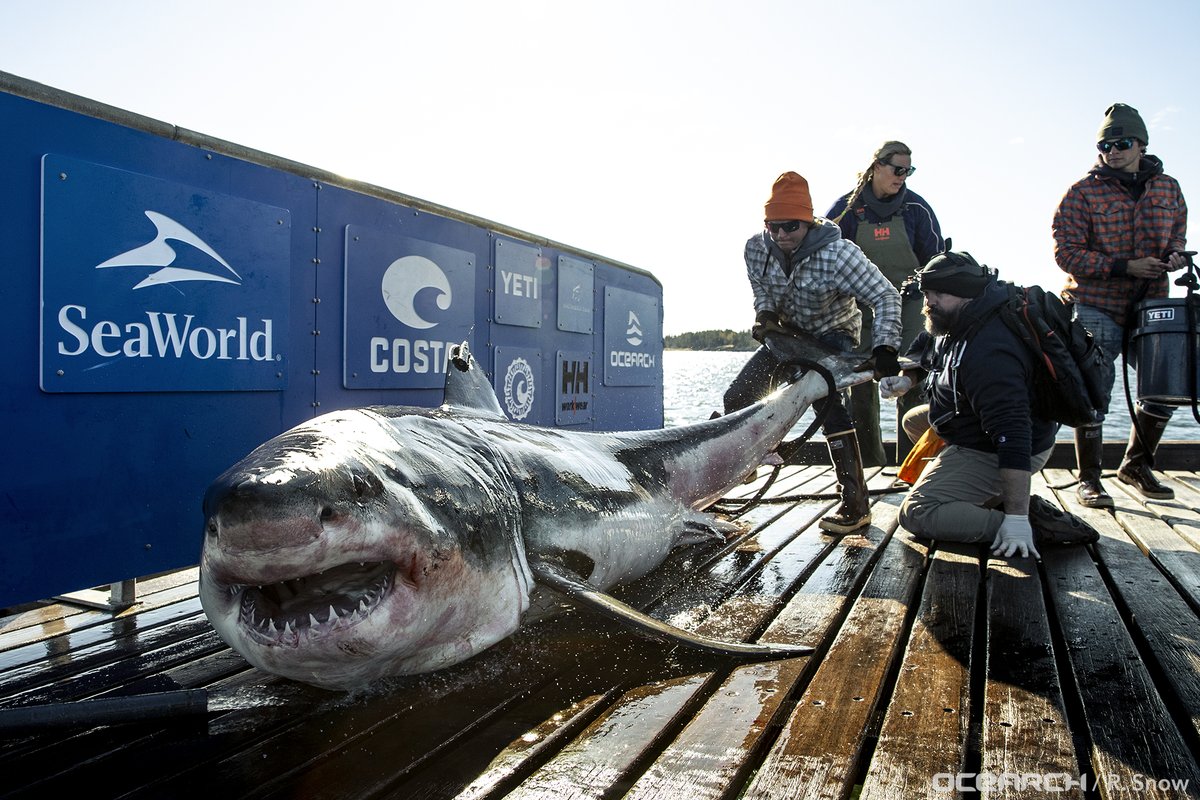 Ironbound has made his way back to Nova Scotia! This mature male #whiteshark provides a great example of site fidelity, returning to the same region in #NovaScotia year after year.

Track Ironbound's Movements: ocearch.org/tracker/detail…

#OCEARCH #FactsOverFear