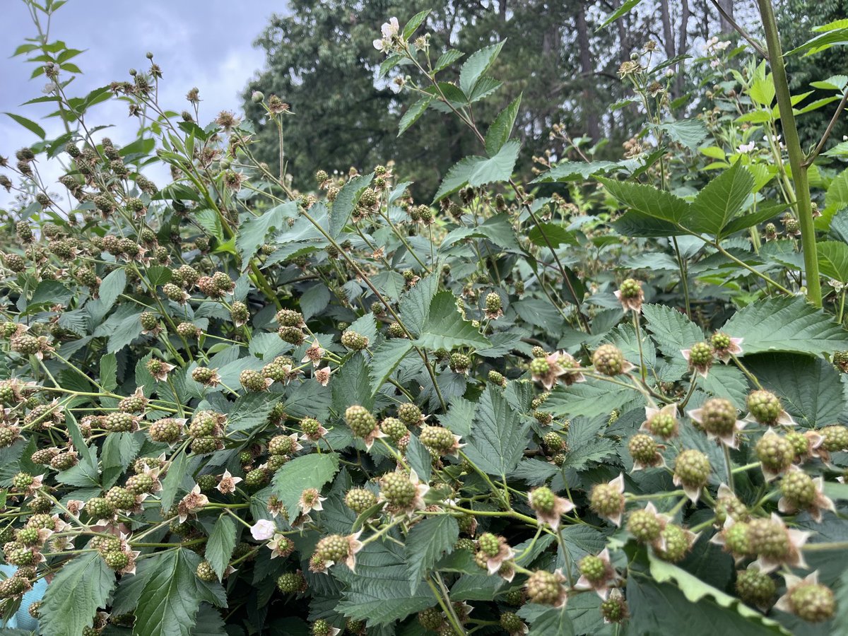 Nice #blackberry crop on Ouachita in NC.  ⁦<a href="/UAFruitBreeding/">Margaret Worthington</a>⁩