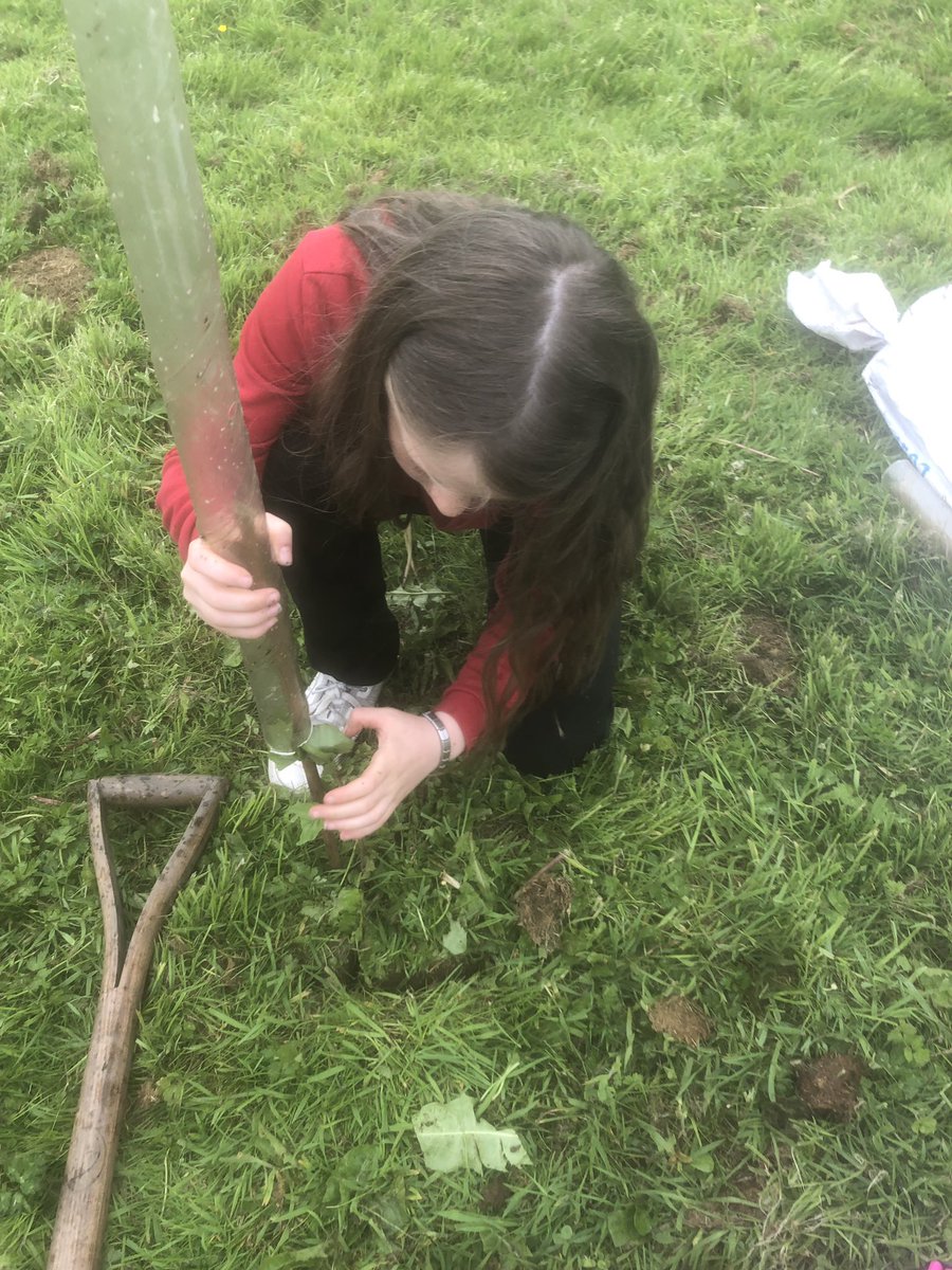 llwyncrwn's tweet photo. The children from Gardening Club have been busy planting the new #TreePacks ordered from @WoodlandTrust by the Eco Council following suggestions by pupils in our Smart School Councils meetings.
@RHSSchools @EcoSchoolsWales @SSCCTY https://t.co/85bF5A5SRm
